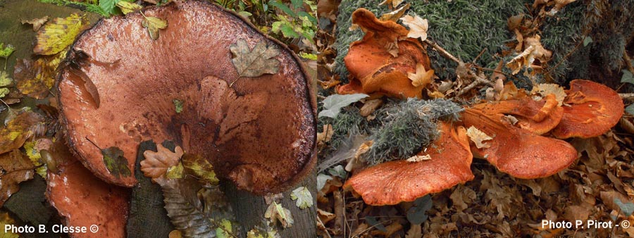 Fistulina hepatica